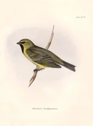 Ornitologia: "Chlorospiza xanthogramma" Opis wróblówki Karola Darwina (1809-1882) zaobserwowanej podczas wyprawy na pokładzie statku Beagle. Plansza z "The zoology of the voyage of H.M.S. Beagle. Flight. III, Ptaki opisane przez Johna Goulda, z n