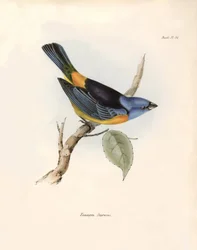 Ornitologia: "Darwin