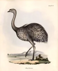 Ornitologia: "Rhea Darwinii" Nandou de Darwin obserwowana i opisana przez Karola Darwina podczas jego wyprawy na pokładzie statku Beagle. Plansza z "Zoologii podróży H.M.S. Beagle. Flight. III, Ptaki opisane przez Johna Goulda, ze wzmianką o ich zwyczajach