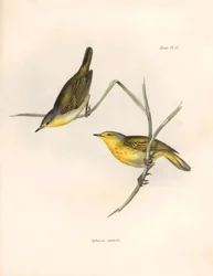 Ornitologia: Zięby "Sylvicola aureola" zaobserwowane i opisane przez Karola Darwina (1809-1882). Plansza z "The zoology of the voyage of H.M.S. Beagle. Flight. III, Birds described by John Gould, with notice of their habits by Charles Darwin" ("Zoologia po
