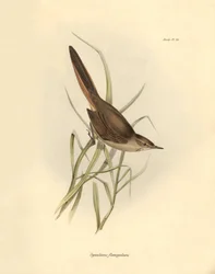 Ornitologia: "Synallaxis rufogularis" opisany przez Karola Darwina podczas wyprawy na pokładzie statku Beagle. Plansza z "The zoology of the voyage of H.M.S. Beagle. Flight. III, Ptaki opisane przez Johna Goulda, ze wzmianką o ich zwyczajach autorstwa Karo