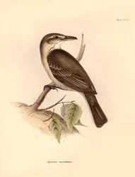Ornitologia: "Agriornis micropterus" lub argentyński gaucho opisany przez Karola Darwina podczas jego podróży badawczej na pokładzie statku Beagle. Plansza z "Zoologii podróży H.M.S. Beagle pod dowództwem kapitana Fitzroya w latach 1832-1832".