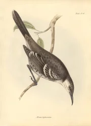 Ornitologia: "Mimus trifasciatus" z rodziny szyderców opisany przez Karola Darwina podczas jego podróży odkrywczej na pokładzie statku Beagle. Plansza z "Zoologii podróży H.M.S. Beagle pod dowództwem kapitana Fitzroya w latach 1832-1".