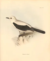Ornitologia: "fluvicola azarea" lub muchołówka opisana przez Karola Darwina podczas jego podróży badawczej na pokładzie statku Beagle. Plansza z "Zoologii podróży statku H.M.S. Beagle pod dowództwem kapitana Fitzroya w latach 1832-1836" wyd.