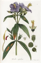 Osbeckia z Nepalu - litografia J. Swana, na podstawie ilustracji Williama Jacksona Hookera (1785-1865), fragment Flora Exotic, Szkocja