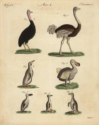 Struś, struś wielbłąd, kazuar, struś struś, wymarły ptak dodo, Raphus cucullatus i gatunki pingwinów