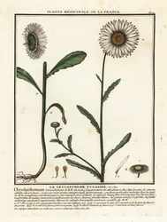 Stokrotka wół, Leucanthemum vulgare.