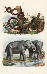 Malowany wąż koralowy, Micrurus corallinus 1, słoń indyjski, Elephas maximus indicus 2 i żółw pudełkowy, Terrapene carolina 3