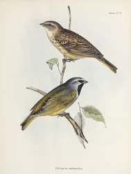 Para wróbli lub zięb, ok. 1832-1836