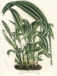 Trawa palmowa, Setaria palmifolia (Panicum plicatum foliis level-vittatis). Ręcznie kolorowana litografia z książki Louisa van Houtte