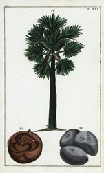 Palma palmyra, winodań wachlarzowata Borassus.