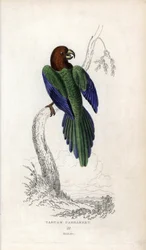 Papużka falista, Prosopeia tabuensis. Psittacus tabuensis. Litografia Josepha Kidda, na podstawie rysunku Johna Audubona, w Miscellany of Natural History: Parrots, Sir Thomas DiK Lauder and Captain Thomas Brown, opublikowanym w Edynburgu, Szkocja, w 183 ro