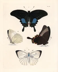 Paź paryski, Papilio paris 1,2, oraz cętkowany wędrowiec, Catopsilia pyranthe? 3,4. Ręcznie kolorowana litografia z nowego wydania Johna O. Westwooda dzieła Dru Drury