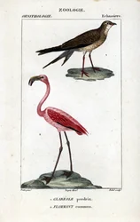 Kuropatwy i różowe flamingi - Glareola pratincola i Phoenicopterus roseus. Ręcznie kolorowany miedzioryt ze "Słownika nauk przyrodniczych" Dumont de Sainte-Croix: Ornitologia", Paryż, Francja