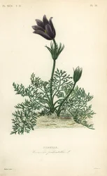 Sasanka lub krew doga, Anemone pulsatilla, Pulsatille