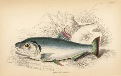 Payara, Hydrolycus armatus (Hydrocyon o silnych zębach, Hydrocyon armatus). Ręcznie kolorowany staloryt autorstwa W.H. Lizarsa na podstawie ilustracji Jamesa Stewarta z Fishes of Guiana Roberta Schomburga, części Naturalist