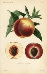 Owoc brzoskwini, Prunus persica, przekrój przez odmiany o białym i czerwonym miąższu