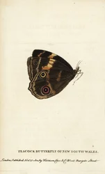 Rusałka pawik z Nowej Południowej Walii. Ręcznie kolorowana rycina miedziorytnicza z „The Naturalist