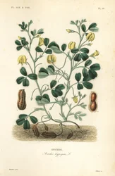 Orzeszki ziemne lub ziemne, Arachis hypogaea, Arachide