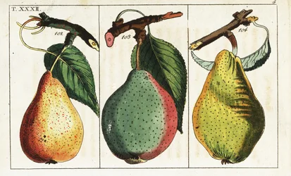 Odmiany gruszek, Pyrus communis.