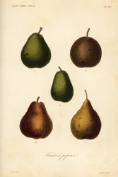 Kilka odmian, Pyrus communis