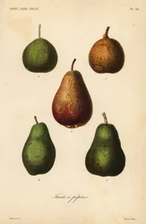 Kilka odmian, Pyrus communis