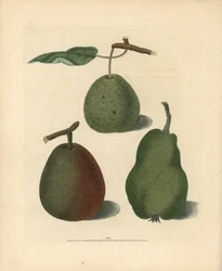 Odmiany gruszy, Pyrus communis: Cressan, Gansell