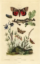 Kwiat grochu, Periphanes delphinii 1, bawełnianka, Helicoverpa armigera 2, żółte podskrzydło, Anarta myrtilli 3 i duże żółte podskrzydło, Noctua pronuba, larwa i poczwarka 4. Motyle Noctuelles