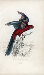 Papużka Pennanta, Psittacus pennantii. Platycercus elegans.