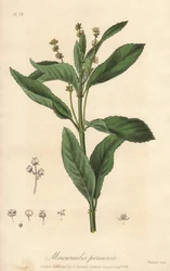 Mercurialis perennis (Mercurialis perennis) - mocna woda autorstwa Williama Clarke