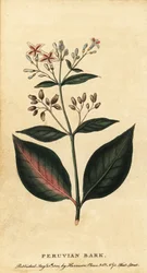 Kora peruwiańska , Cinchona officinalis., 1800 (grawerowanie)
