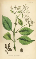 Peruwiańskie drzewo kory lub chinina, Cinchona officinalis. Ręcznie kolorowana litografia autorstwa Henry