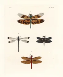 Ważka o obrazkowych skrzydłach, Rhyothemis variegata 1, płowa ważka leśna, Neurothemis fulvia 2, pstra ważka ryżowiskowa, Neurothemis tullia 3, oraz cienista ważka równoskrzydła, Palaemnema paulina 4. Ręcznie kolorowana litografia z nowego wydania Johna