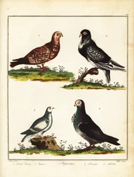 Gołębie: gołąb polski, pouter, pardwa i turbit. 1792 (grawerowanie)