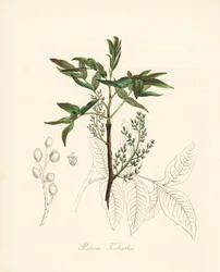 Pistacja terebinthus - Drzewo terebinthus lub chińskie drzewo terpentynowe, Pistacia terebinthus. Ręcznie kolorowana cynkografia autorstwa C. Chabota, narysowana przez pannę M. A. Burnett z jej "Plantae Utiliores: or Illustrations of Useful Plants", Whitta