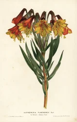 Alstremeria babkowata, Alstroemeria plantaginea. Brazylia. Ręcznie kolorowana litografia autorstwa L. Stroobanta z książki Louisa van Houtte