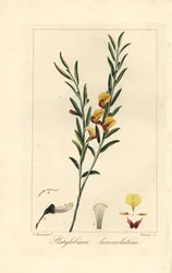 Platylobium lanceolatum, pochodzący z Australii. Ręcznie kolorowany sztych wykonany na miedzi przez Barrois na podstawie botanicznej ilustracji Pancrace