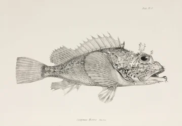 Gracz skorpeny, ok. 1832-1836