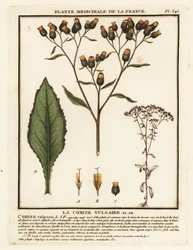 Kolczatka oracza, Inula conyza.