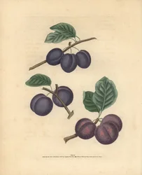 Odmiany śliw, Prunus domestica: Tours, Lawrane