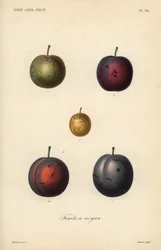 Śliwki i suszone śliwki, Prunus domestica
