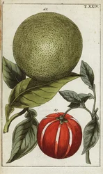 Pomelo lub pummelo, Citrus maxima.
