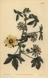 Hibiscus surattensis, Hibiscus surattensis