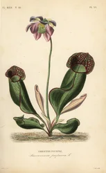 Purpurowa roślina dzbanowa lub boczny kwiat siodła, Sarracenia purpurea, Sarracenie pourpre