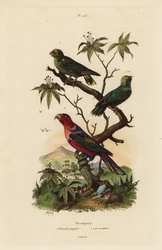 Papuga karłowata, Micropsitta pusio i lory czarnogłowe, Lorius lorry