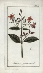 Quinquina (Cinchona officinalis). Litografia z "Afbeelding der Artseny-Gewassen" Johannesa Zorna (1739-1799), Holandia