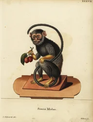 Tamaryna czerwonoręka lub złotoręka, Saguinus midas. Simia midas. Ręcznie kolorowany miedzioryt Josepha Kellnera według ilustracji George