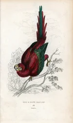Ara czerwona lub Ara makau. Psittacus macao. Litografia Josepha Kidda, na podstawie rysunku Johna Audubona, w Miscellany of Natural History: Parrots, Sir Thomas DiK Lauder and Captain Thomas Brown, opublikowanym w Edynburgu w Szkocji w 1833 roku.