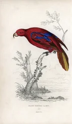 Lori czerwony, Eos rubra. Psittacus caeruleatus. Litografia Josepha Kidda, na podstawie rysunku Johna Audubona, w Miscellany of Natural History: Parrots, Sir Thomas DiK Lauder and Captain Thomas Brown, opublikowanym w Edynburgu w Szkocji w 1833 roku.