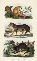 Loris smukły, Loris tardigradus zagrożony 1, wilk, Canis lupus 2 i wydra zwyczajna, Lutra lutra 3